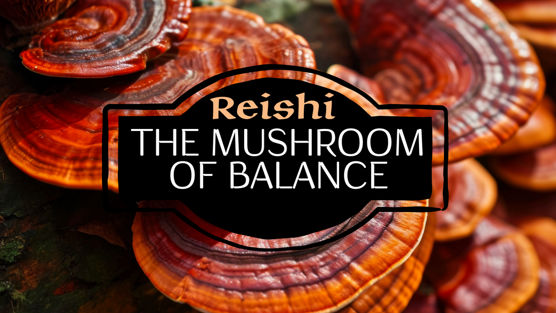 Reishi: The Mushroom of Balance