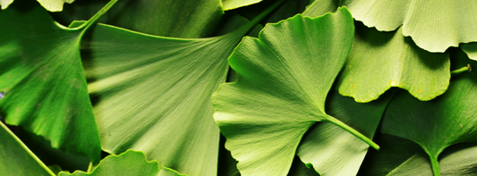 Ginkgo: The tree that remembers