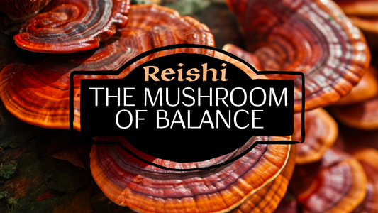 Reishi: The Mushroom of Balance